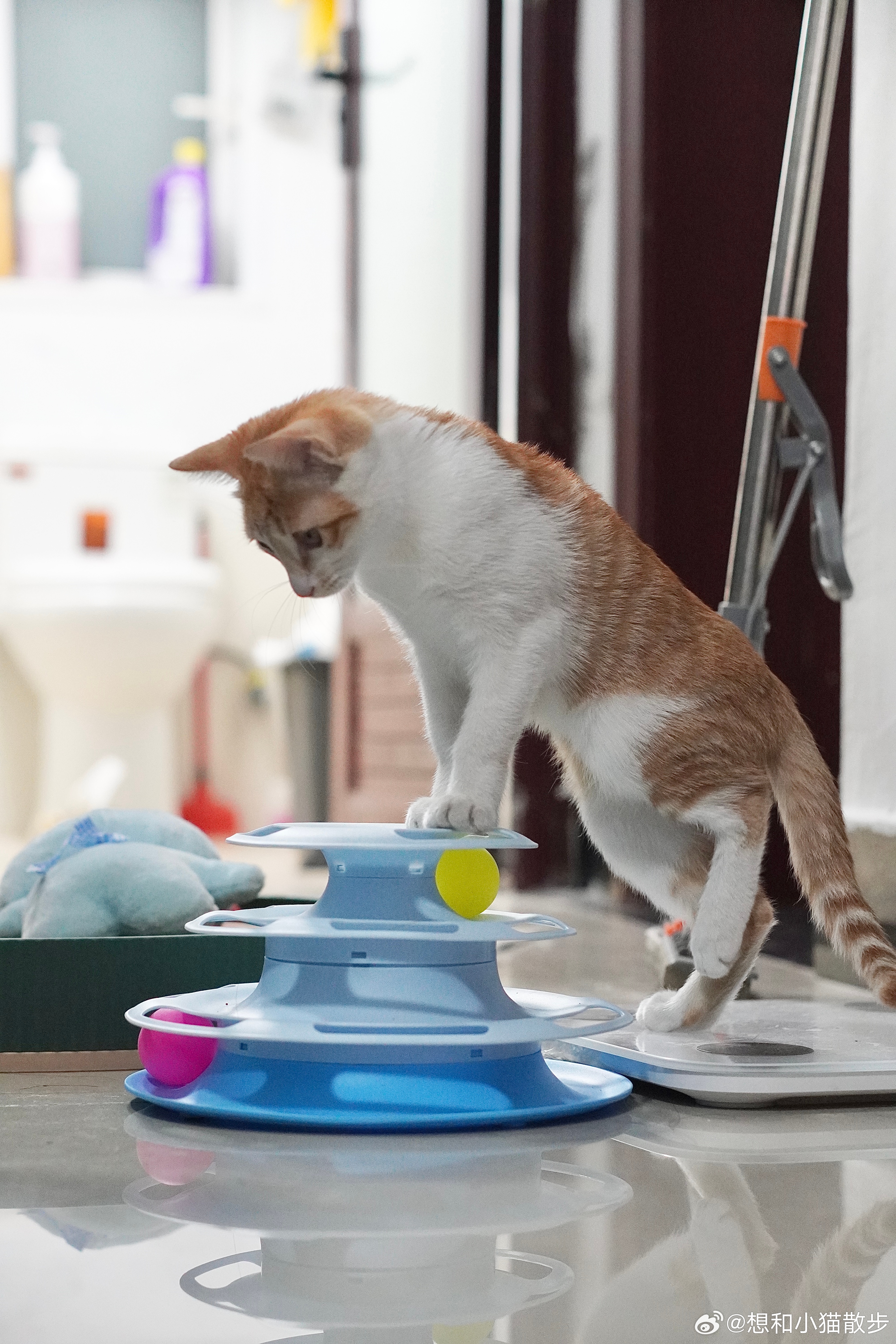 叶宇猫咪最新版，猫与家的温馨日常时光