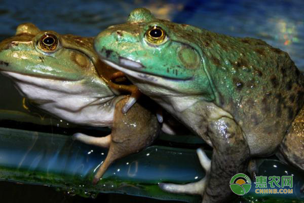 牛蛙引领生活新风尚，科技重塑价值，最新收购价一览