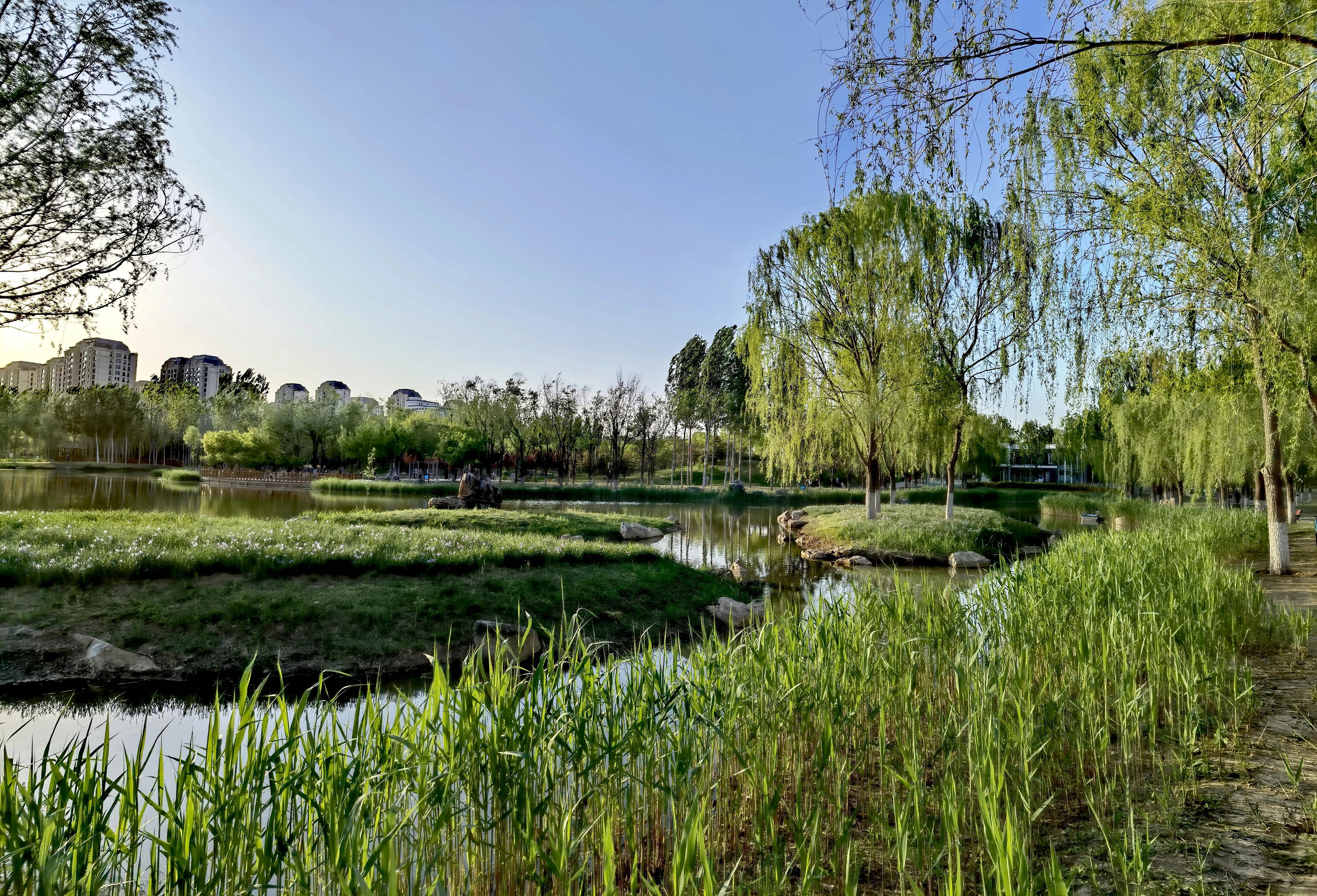 廊坊疫情最新动态，分析与观点阐述