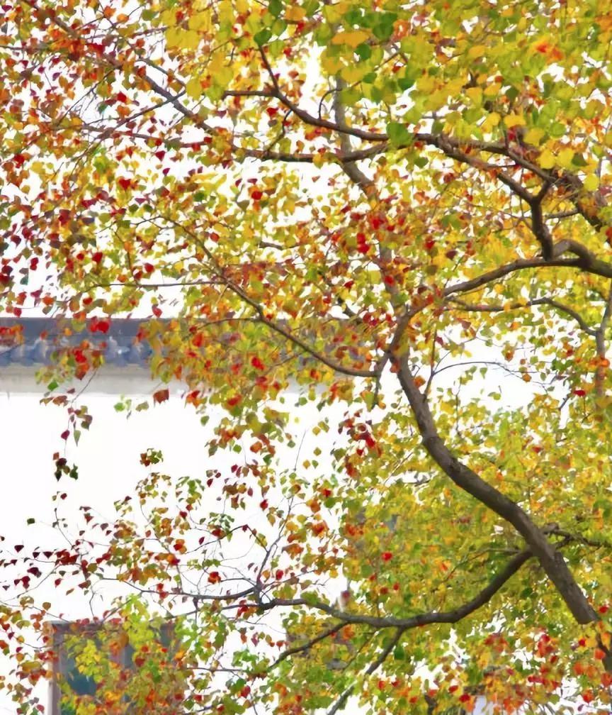 美国疫情最新数字与巷弄深处的独特小店探秘