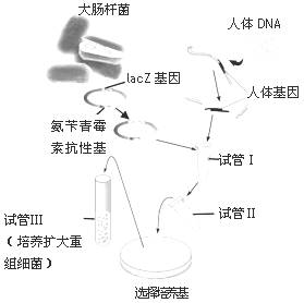 酶最新进展揭秘,小巷中的未知宝藏探索