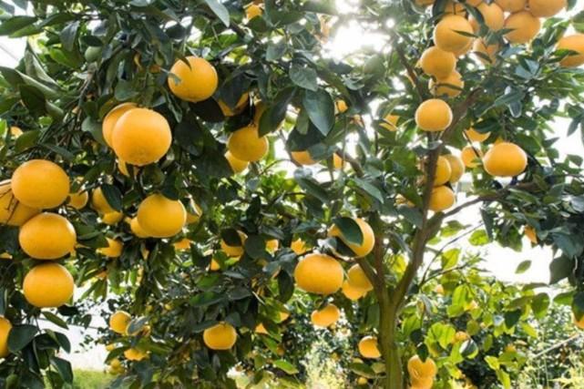 柚钱赚最新版深度解析与观点分享