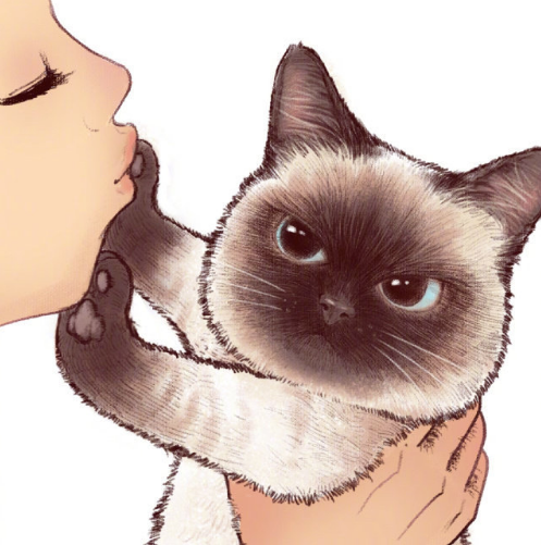 喵咪社区最新版,猫咪爱好者的全新互动平台