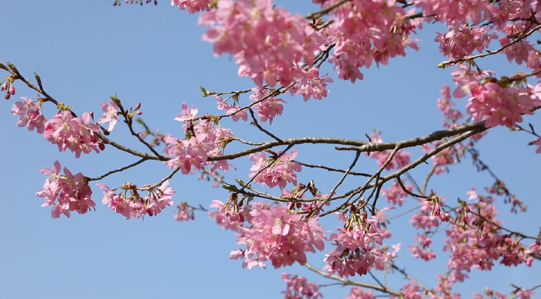 北京疫情最新动态及大自然宁静之美的探索呼唤