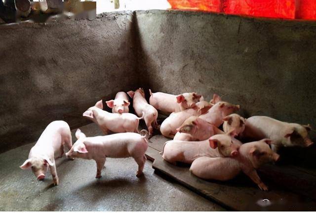 十一月最新猪价深度解析，养猪人必备的行情指南！