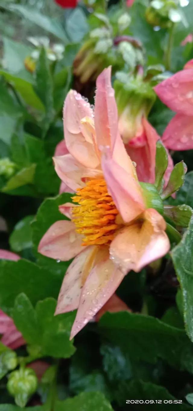 抖音背景音乐最新潮流，时代旋律的演绎与变迁