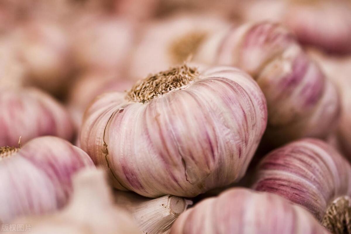 大姜最新价格走势分析，今日行情及未来趋势预测