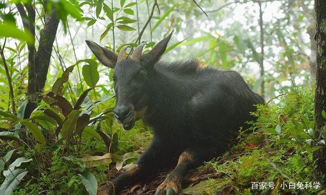 新奥2024四不像资料,精细设计方案_8K43.895-7