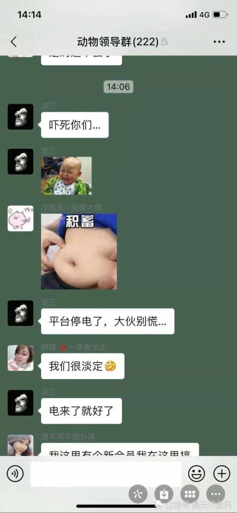 动物世界资金盘最新动态揭秘，日常故事中的温情与趣味探索