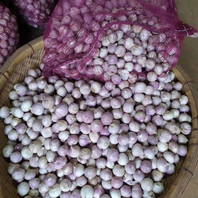 揭秘云南独蒜最新价格，科技引领生活新风尚的独蒜行情报告