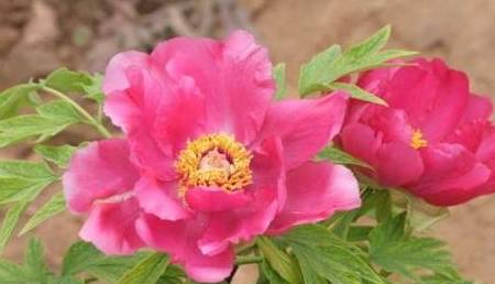 白小姐三肖三码必中生肖,实地验证执行数据_尊享款62.851-6