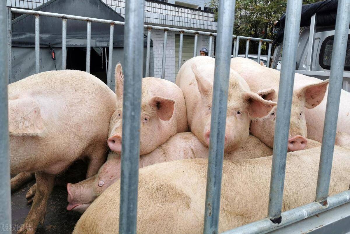 连云港最新猪价背后的励志故事，变化中的自信与成就感之路