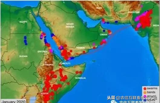 抗蝗最新动态，时代挑战下的希望之光