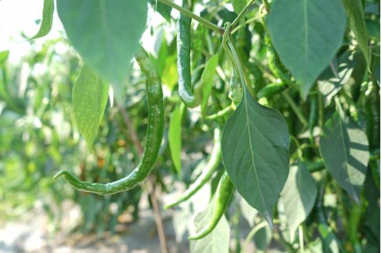 四川最新开学，新起点迎新希望，开启全新学期旅程