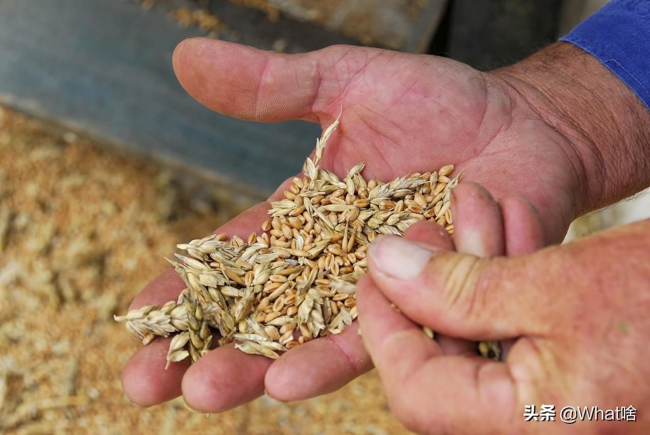 全球粮荒挑战与应对策略的最新消息