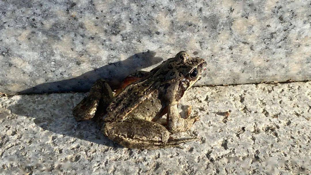 鲜花猫最新破解版，轻松探索自然美景，寻找内心平静的旅程