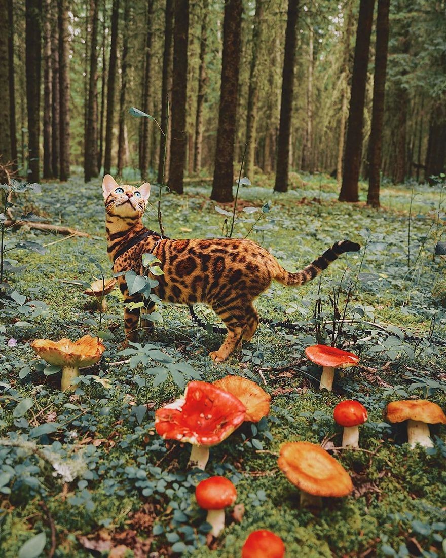 鲜花猫最新破解版,轻松探索自然美景,寻找内心平静的旅程