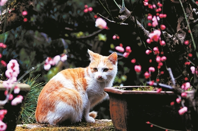 鲜花猫最新破解版,轻松探索自然美景,寻找内心平静的旅程
