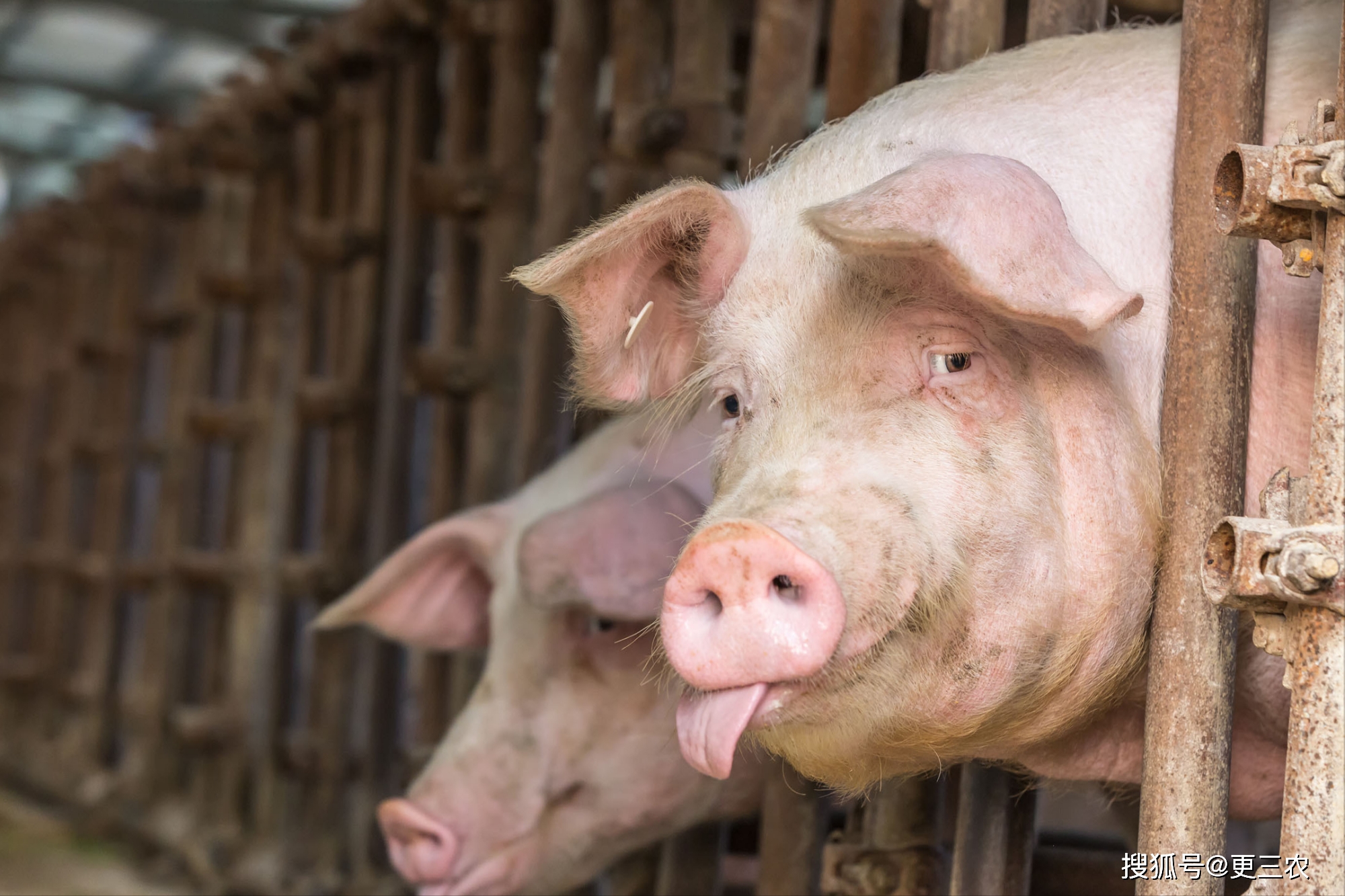 今日猪价格行情分析与走势预测