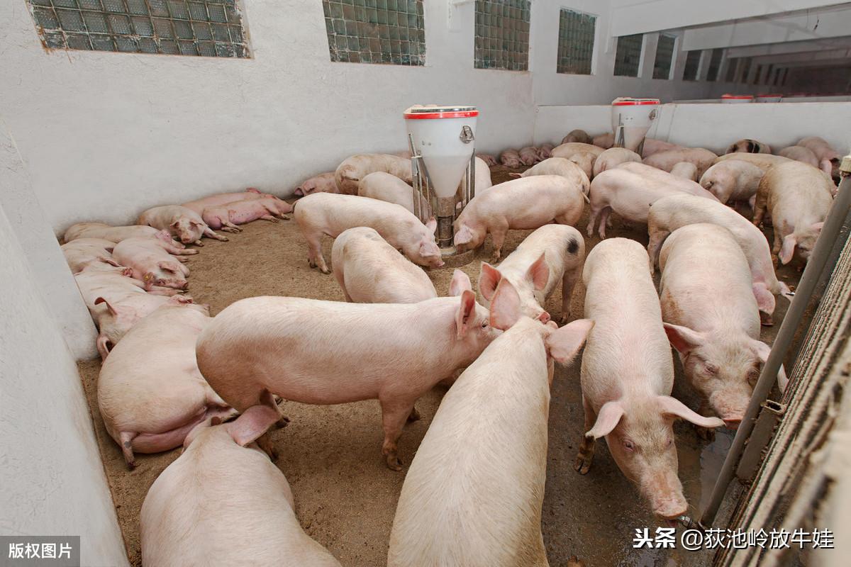 今日猪价格行情分析与走势预测