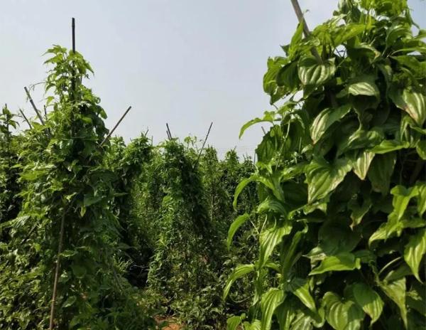 农业种植最新消息,农业种植最新消息，观点论述