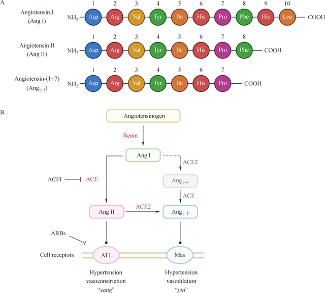 最新冠状新型病毒的信息,最新冠状新型病毒的信息,背景、进展与全球影响