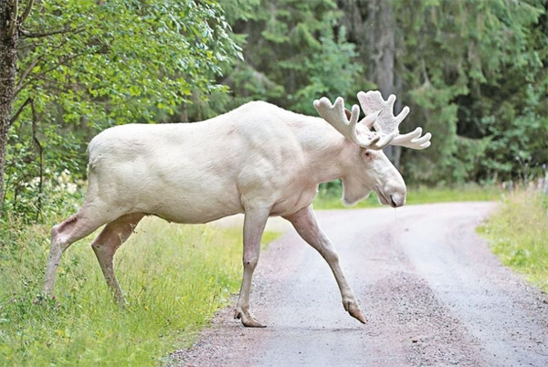 澳门四不像精准一肖一码,可靠性方案操作策略_Hybrid70.708-9