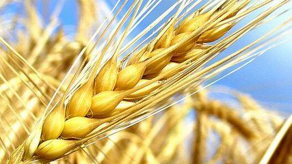 关于小麦价格的最新动态，深入探讨小麦价格走势及影响因素。