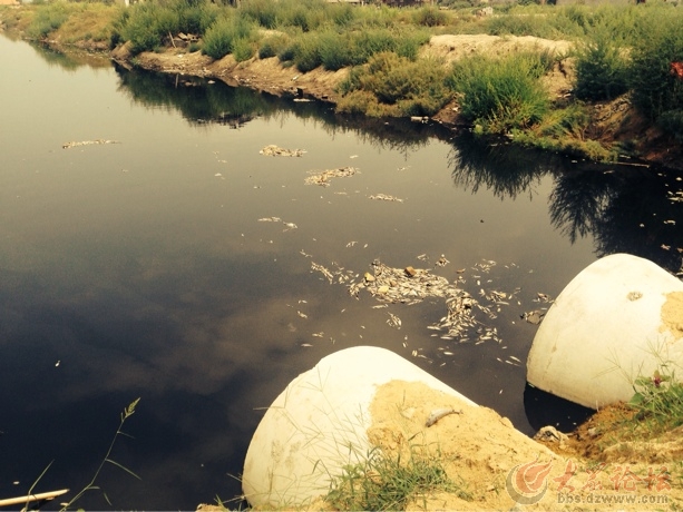 日照污染最新动态更新