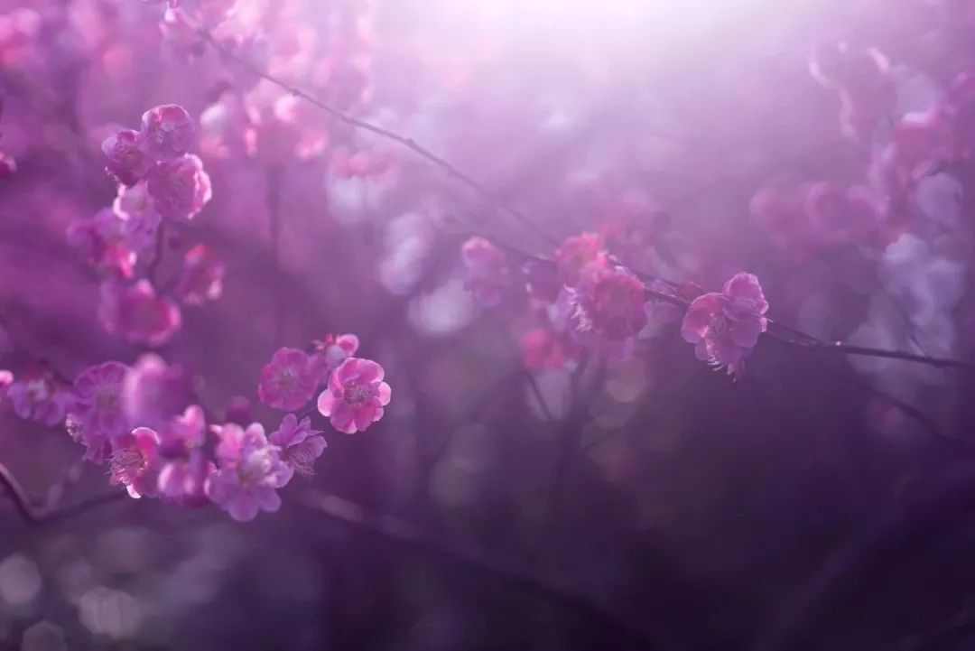 花雾阁最新版，友情的绽放与陪伴的温暖时光