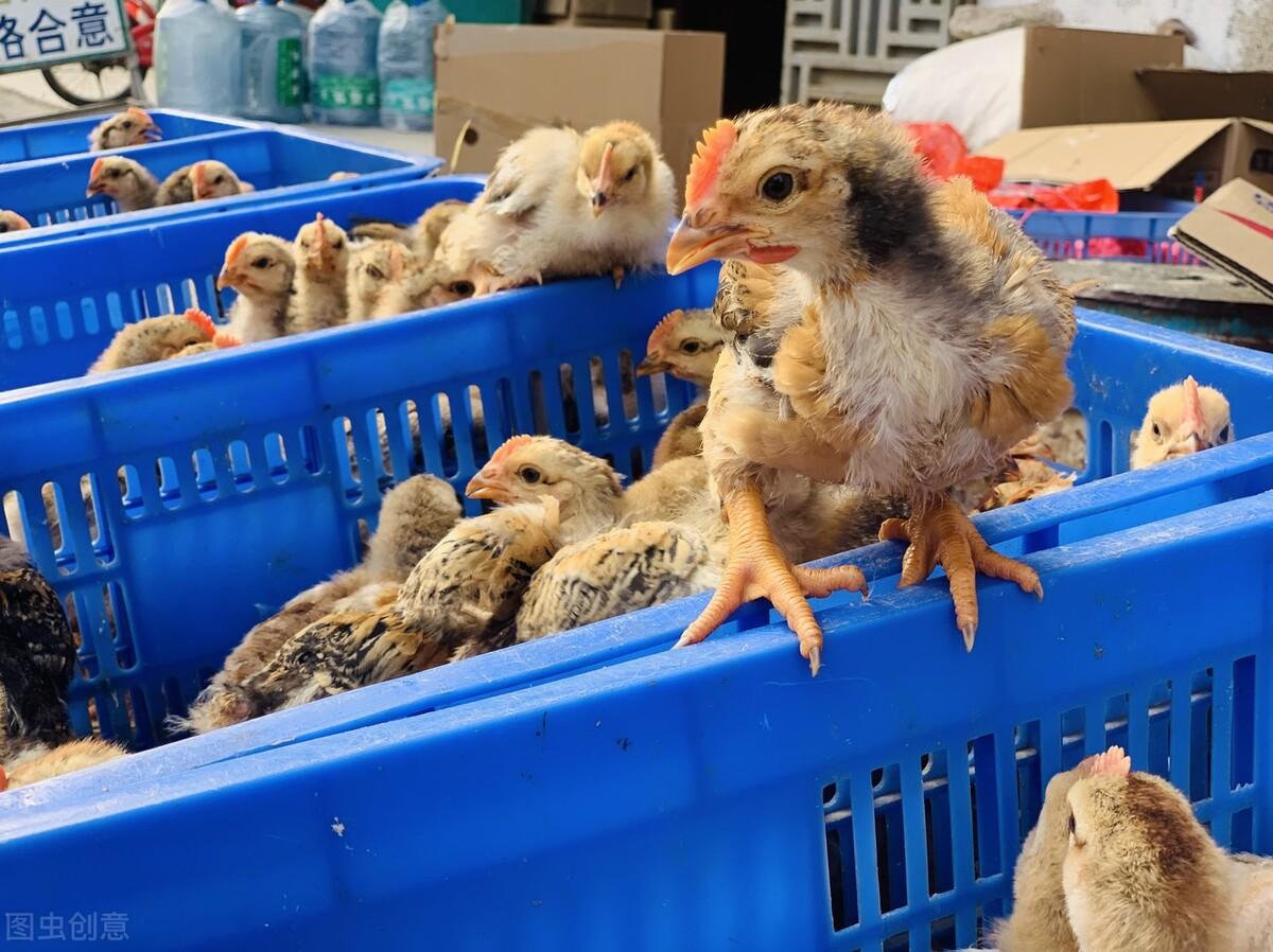 817毛鸡价格最新价格,817毛鸡价格最新价格——科技引领新生活，毛鸡价格触手可及