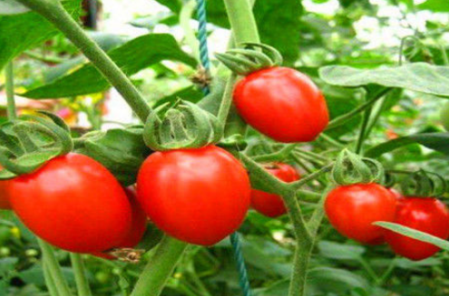 澳门水果奶奶8487资料图,快速解答方案设计_触感版44.507