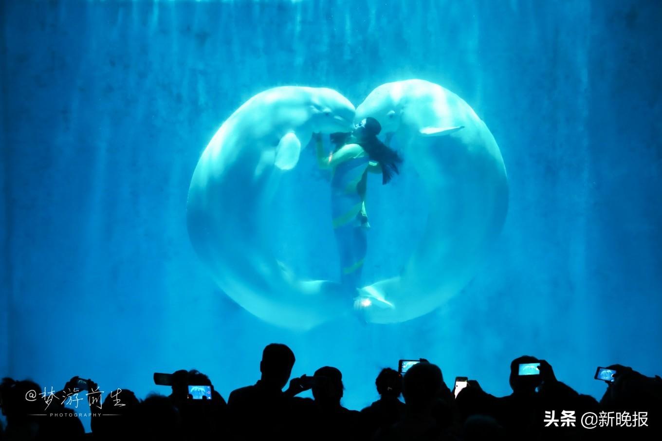 关于白鲸TV最新破解版的警示,尊重版权,远离非法软件,探索合法娱乐之旅!