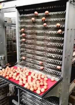 未来之窗，科技探索下的鸡旦最新价格探索