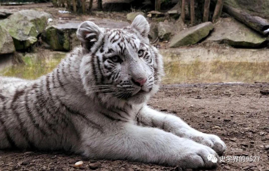 2024年白老虎免费公开,管理措施_神秘版70.605