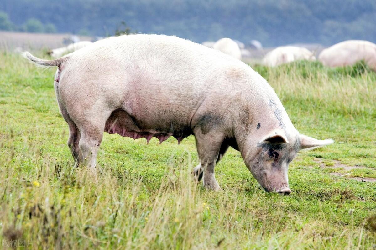 拉猪车最新装猪技术探讨与实际应用