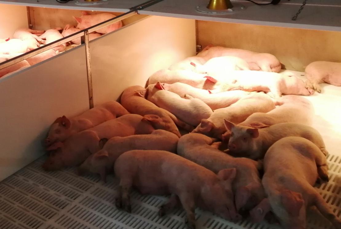 拉猪车最新装猪技术探讨与实际应用