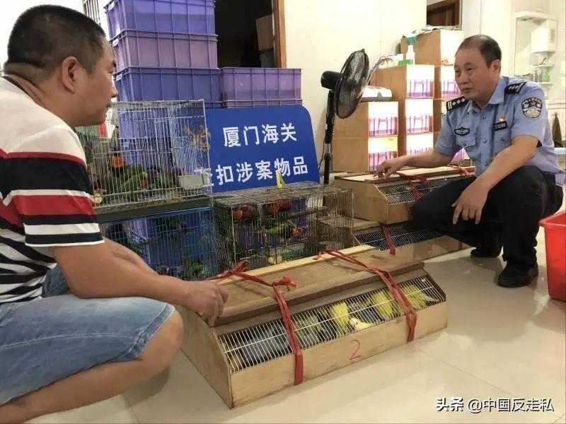 最新野生动物保护规定，共筑和谐家园，守护自然生态平衡