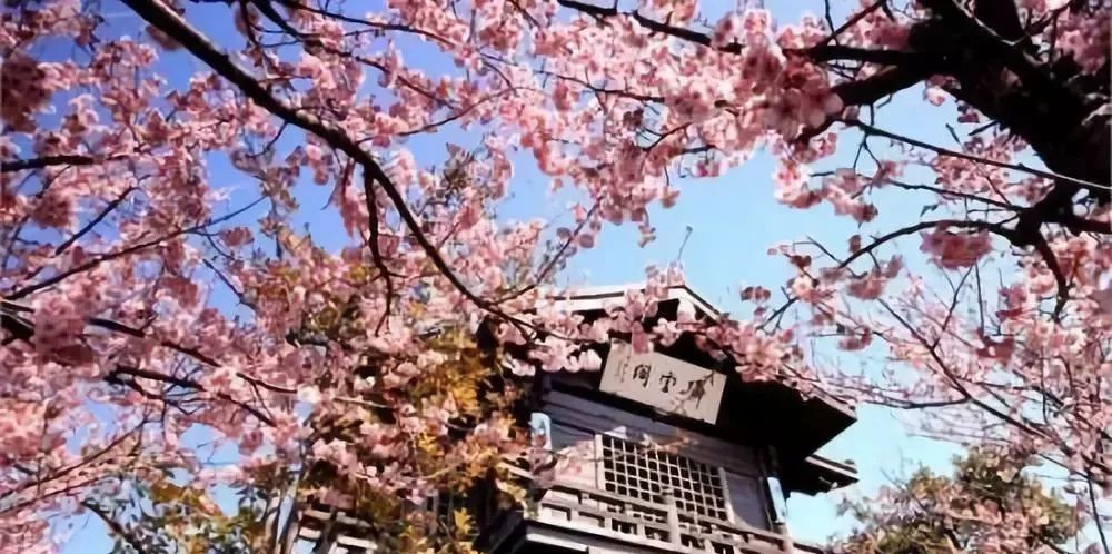 最新樱花校园模拟器皇冠,科技巅峰,梦想启航