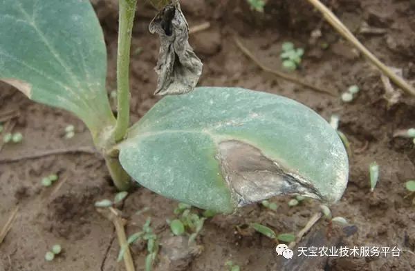 全国疫病最新动态及应对指南，了解与行动的关键步骤