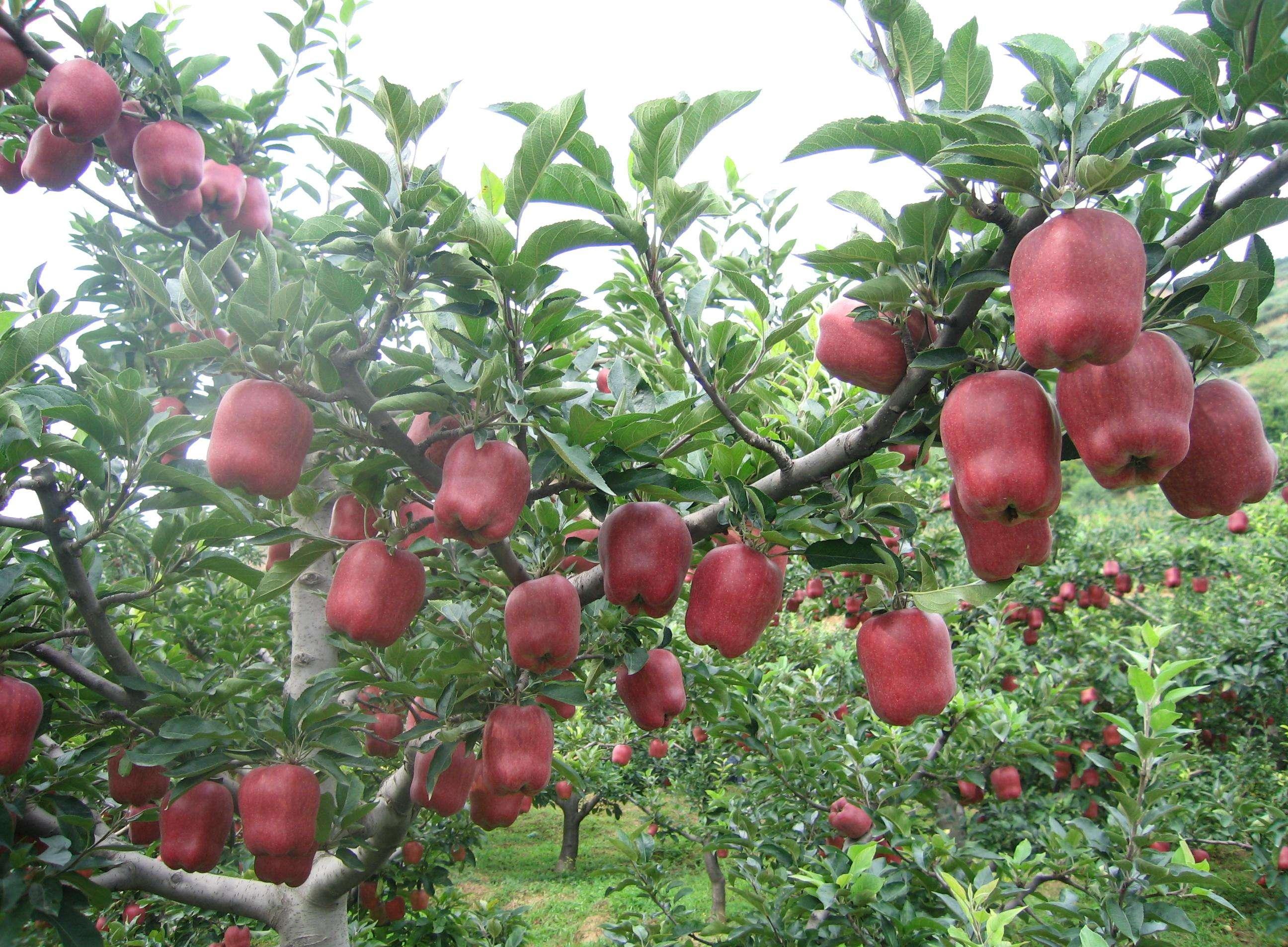 新时代苹果电脑价格体系解析,最新苹果机价格全面解读