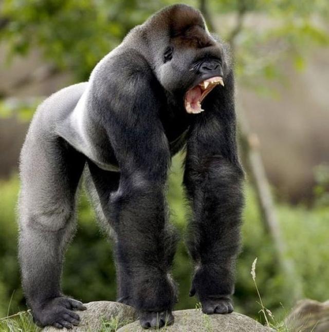 科技巨擘创新大猩猩技术,重塑生活体验的最新消息揭秘!