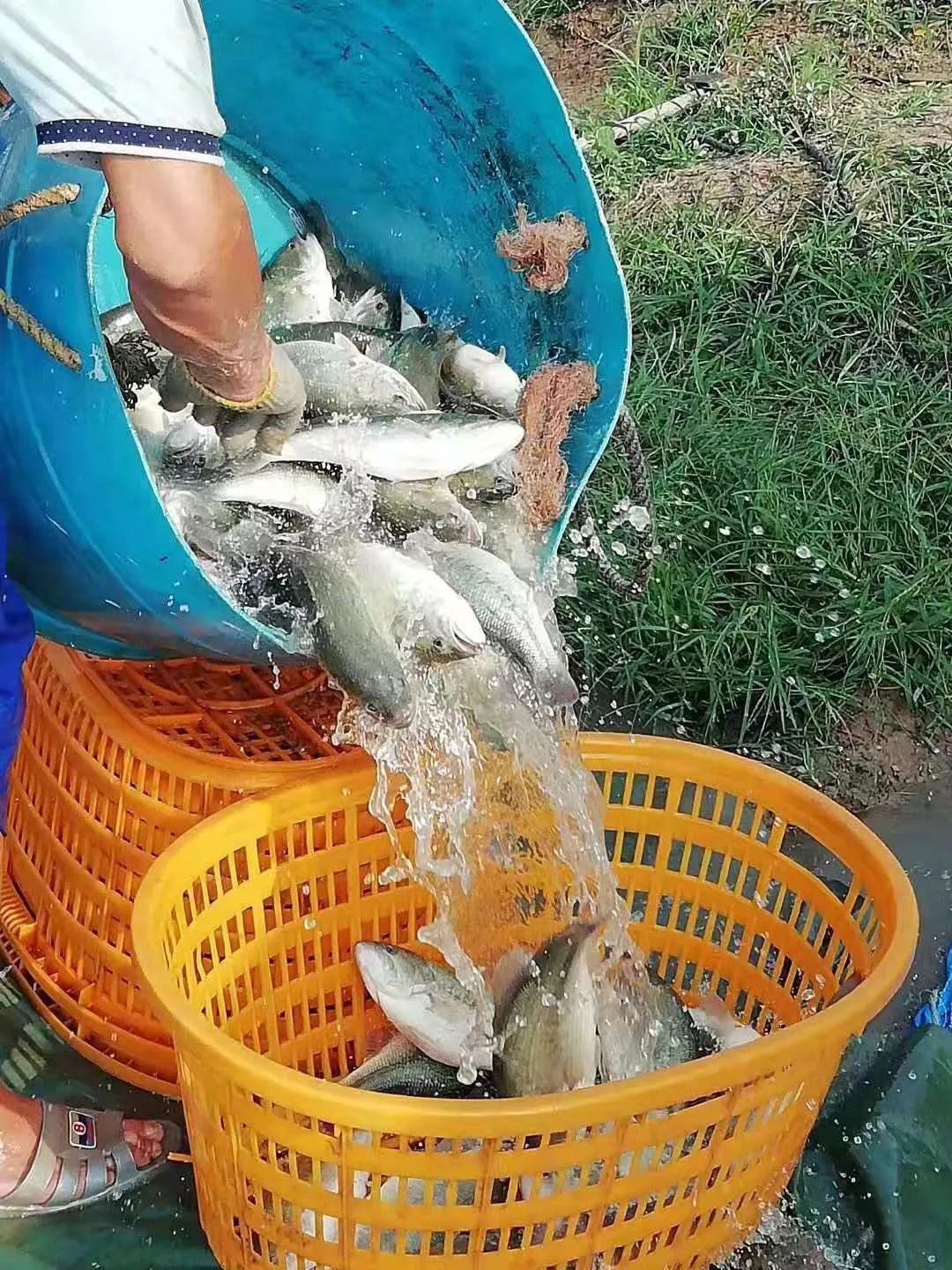 乐色哥最新网鱼,乐色哥最新网鱼——小巷深处的独特风味