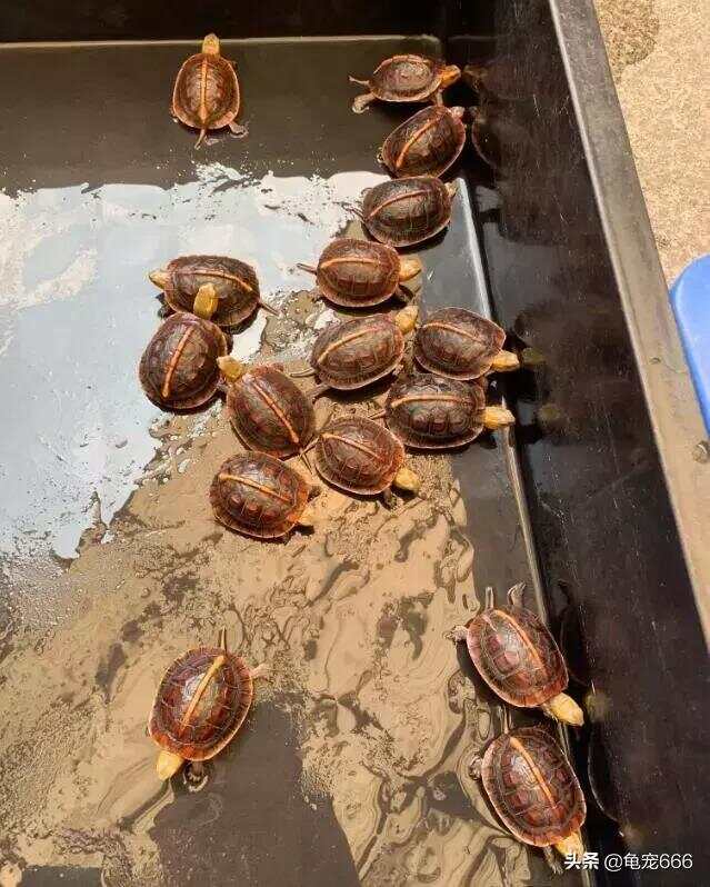 石龟苗的温情故事,最新价格与友情的交织之旅 2019年回顾