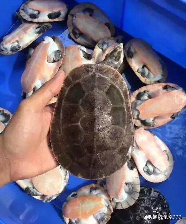 石龟苗的温情故事,最新价格与友情的交织之旅 2019年回顾