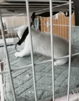 武汉确诊最新消息,武汉确诊最新消息，多方观点分析与个人立场的阐述