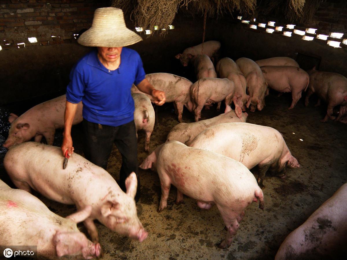 下半年猪价走势分析与预测,最新猪价动态解读