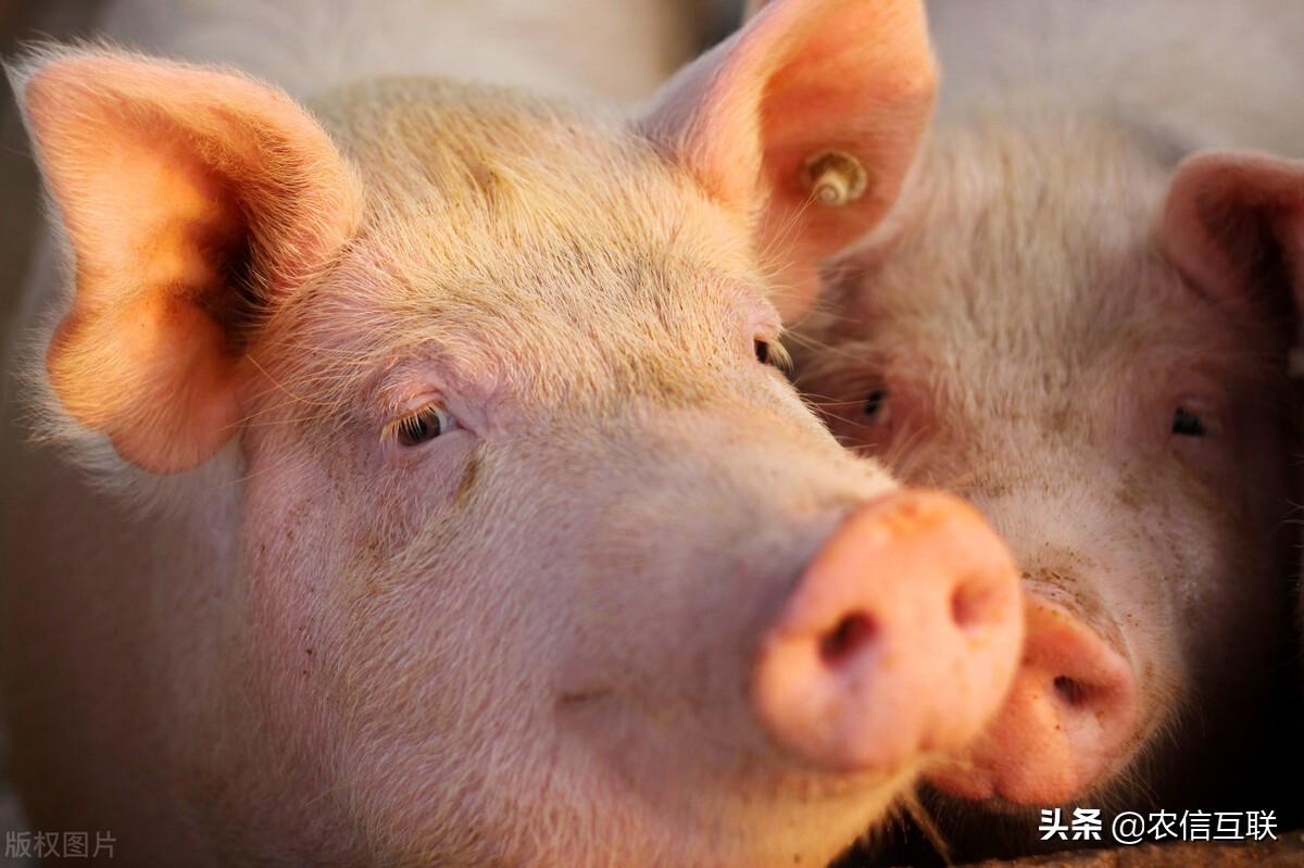 下半年猪价走势分析与预测,最新猪价动态解读