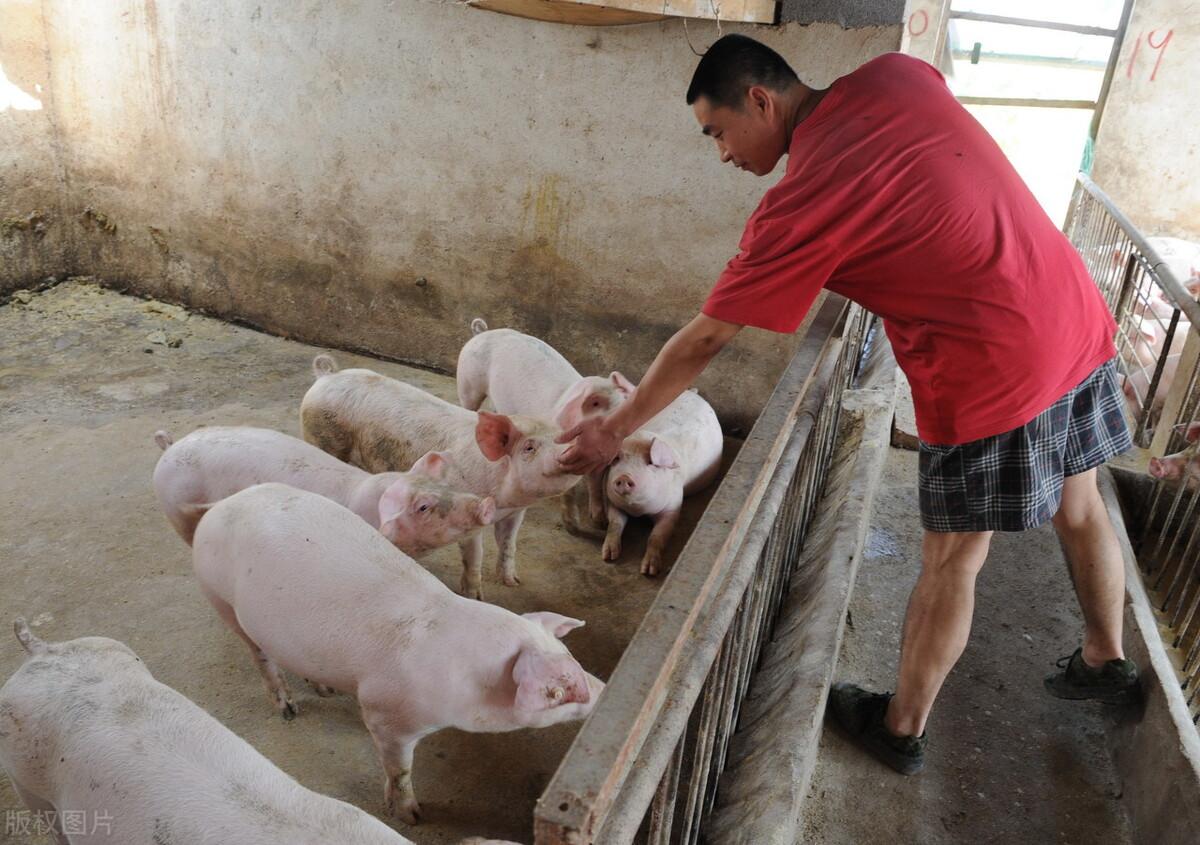 下半年猪价走势分析与预测,最新猪价动态解读