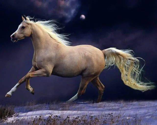 澳门今晚开特马四不像图,高度协调实施_多功能版6.380